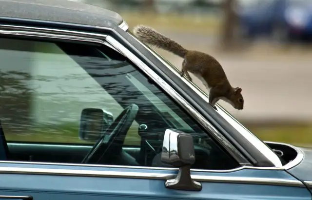 How to Keep Chipmunks Out of Car
