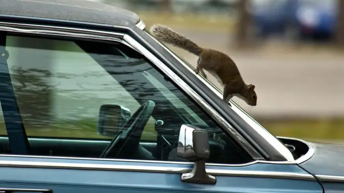 How to Keep Chipmunks Out of Car