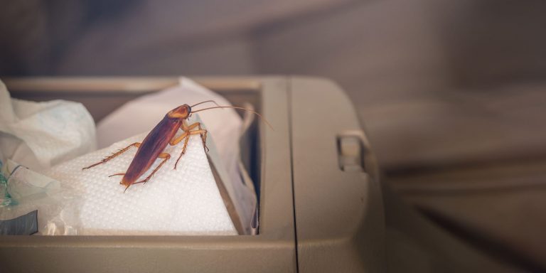 How to Bomb Your Car for Roaches | 7 Step Guide by Expert How to Bomb Your Car for Roaches | 7 Step Guide by Expert