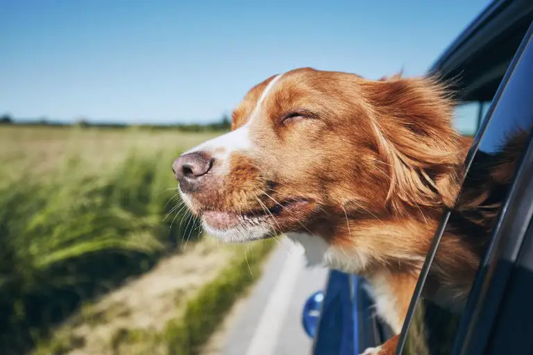 Why does My Dog Whine in the Car