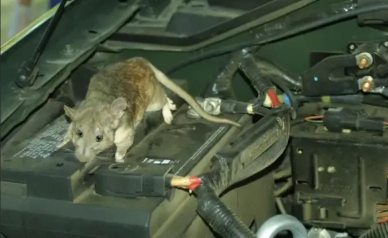 How to Keep Mice Out of Car Cabin Filter