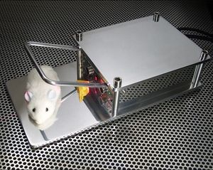 Set up a mouse trap around the car cabin filter