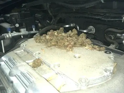 Infestation in a car cabin filter