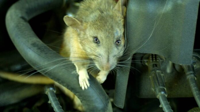 How to Keep Mice Out of Car Cabin Filter