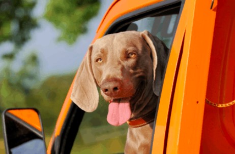 Research the local laws regarding living in your car with a pet.